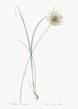 Pale Garlic Illustration F