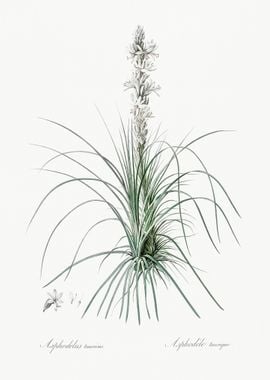 Thin Asphodeline Illustrat