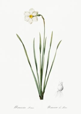 Narcissus Poeticus Illustr