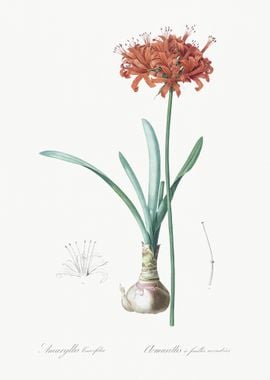 Guernsey Lily Illustration