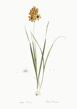 Ixia Conica Illustration F