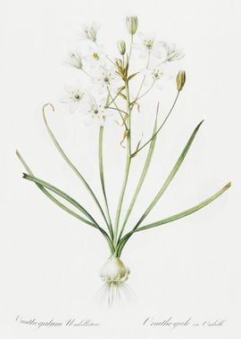 Ornithogalum Umbellatum Il