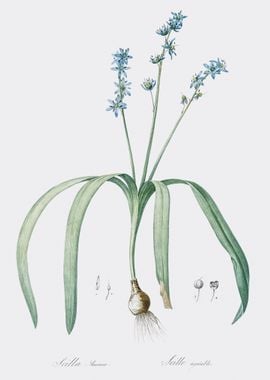 Star Squill Illustration F