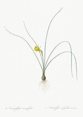 Petticoat Daffodil Illustr