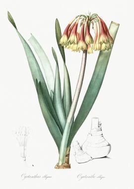 Knysna Lily Illustration F