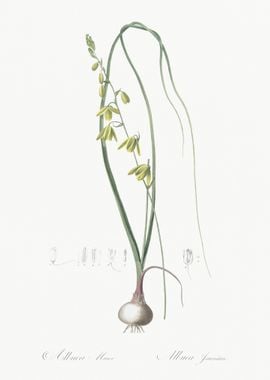 Albuca Illustration From L