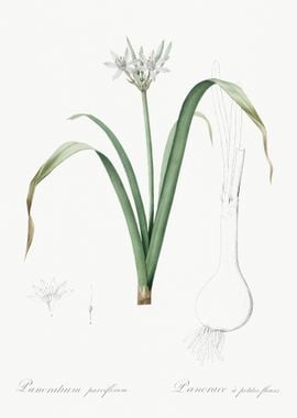 SmallFlowered Pancratium I