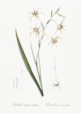 Gladiolus Cuspidatus Illus