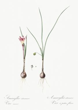 Atamasco Lily Illustration