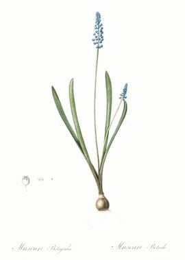 Grape Hyacinth Illustratio