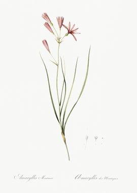 Amaryllis Montana Illustra