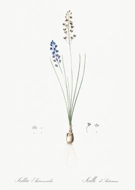 Autumn Squill Illustration