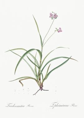 Spiderwort Illustration Fr