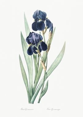 German Iris Illustration F