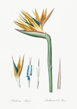 Bird Of Paradise Illustrat