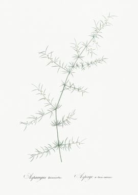 Climbing Asparagus Illustr