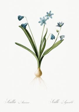 Scilla Amoena Illustration