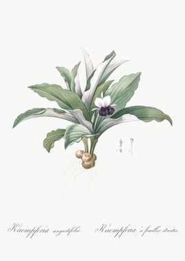 Kaempferia Angustifolia Il