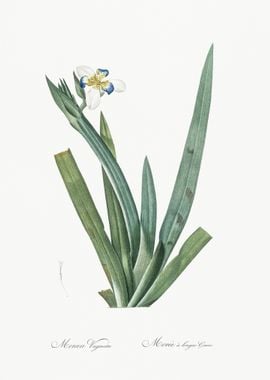 Moraea Vaginata Illustrati