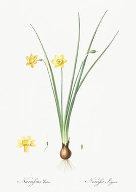 Daffodil Illustration From