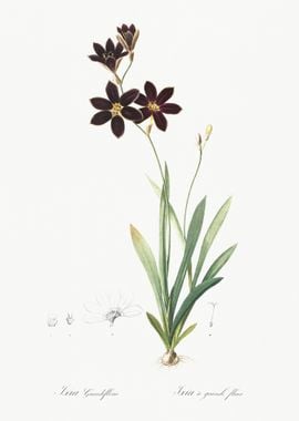 Ixia Grandiflora Illustrat