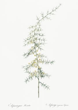 Asparagus Horridus Illustr