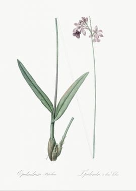 Epidendrum Bifidum Illustr