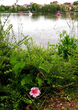 Flower by the lake