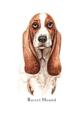 Basset Hound