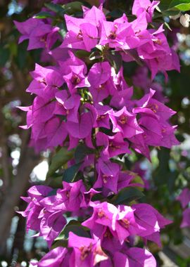 Pink Flowers 