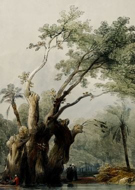 Holy Tree of Metereah 1849