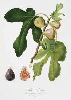 Figs Ficus Carica Sativa F