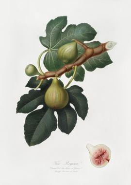 Fig Ficus Carica Sativa Fr