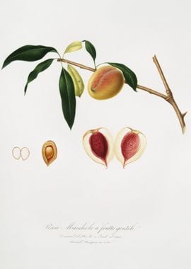 Peach Persica Amygdalus Fr