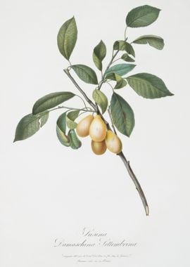 Plum Prunus Damascena From