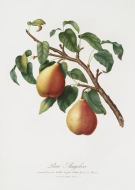 Wild European Pear Pyrus P