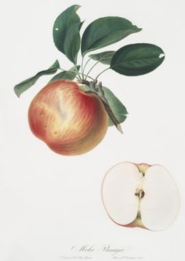 Apple Malus Domestica From