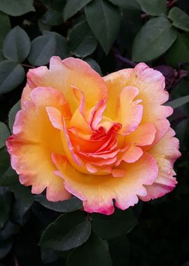 Perfect rose