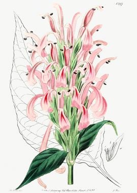 Flamingo Flower Poster