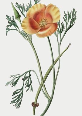 California Poppy Poster