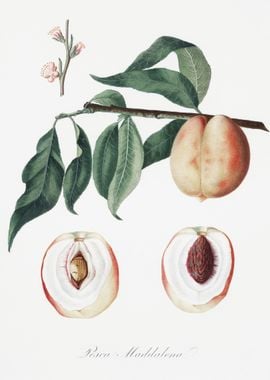 Peach Persica Magdalena Fr