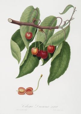 Cherry Cerasus Cordiformis