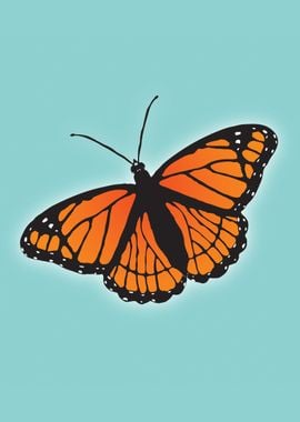 Viceroy butterfly