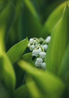 Lilies of the valley