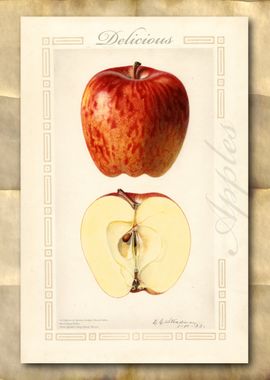 Vintage watercolor apple