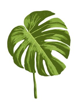 Monstera Botanical Art 