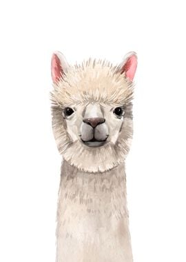 Alpaca