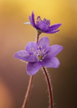 Hepatica nobilis