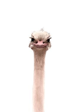 Ostrich