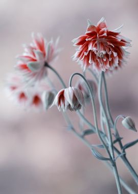 Red columbine